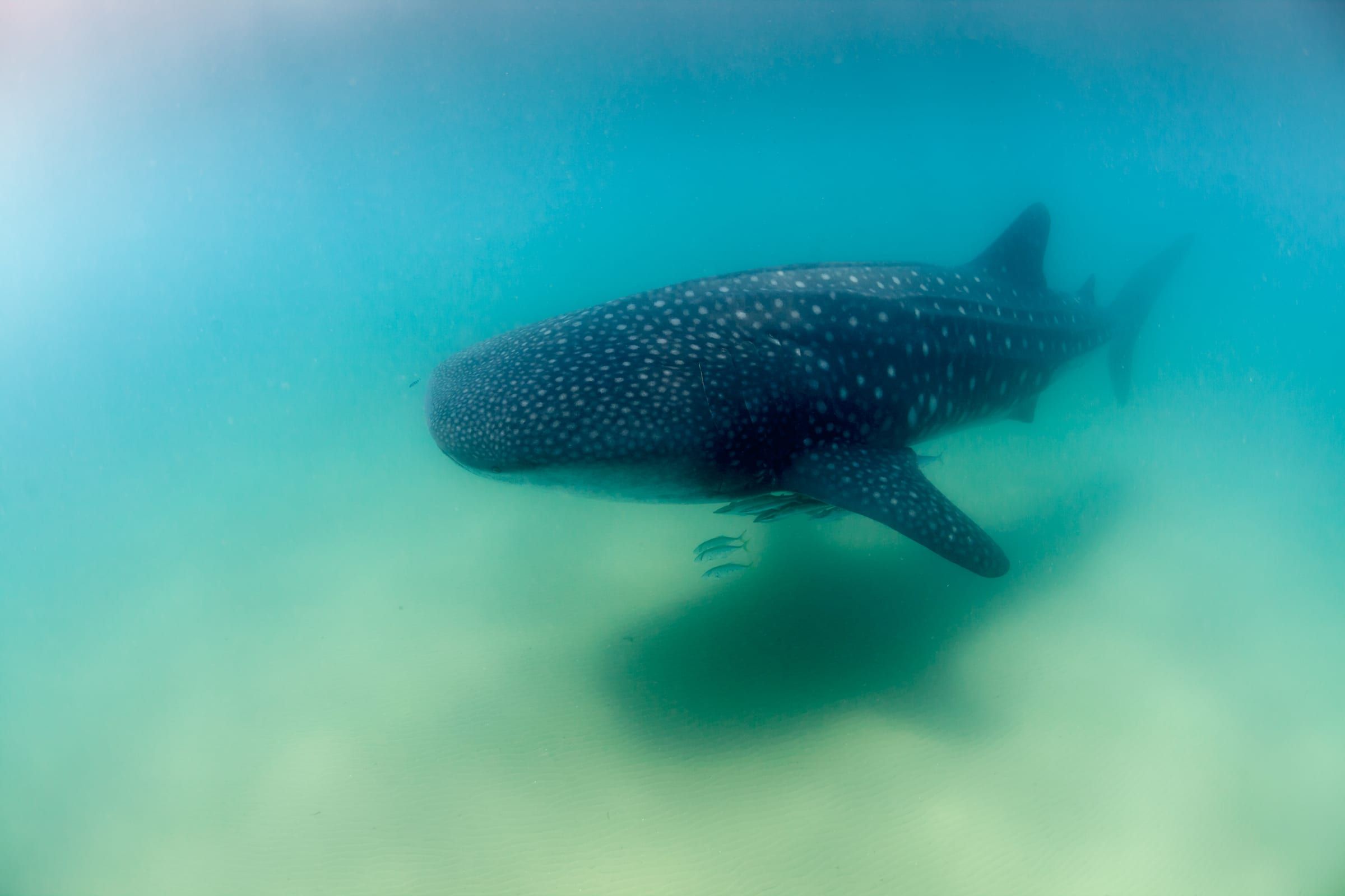 Tiburón ballena en aguas poco profundas de Holbox